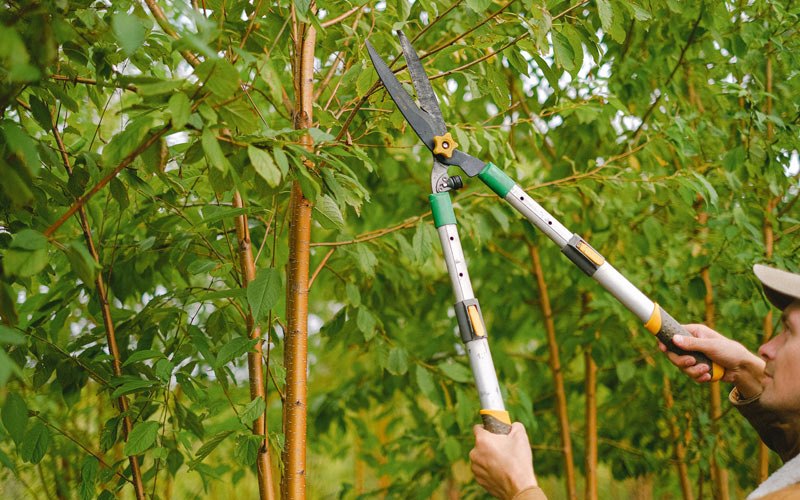 Tree trimming in Witherbee, NY